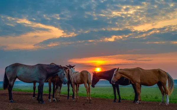 Cavalos Pastam Amanhecer — Fotografia de Stock