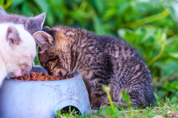 Gatitos Sin Hogar Comen Comida Primer Plano —  Fotos de Stock