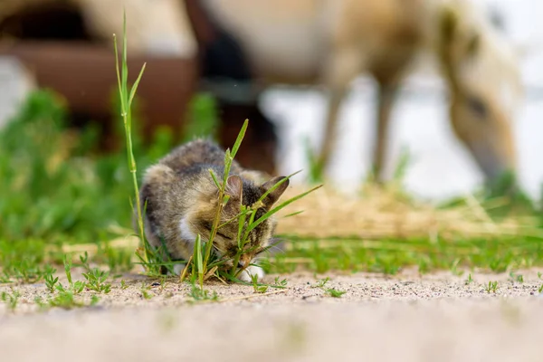 Gato Campo Brinca Com Grama — Fotografia de Stock