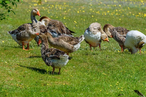 Ördekler Çimlerin Üzerinde Yürüyor — Stok fotoğraf