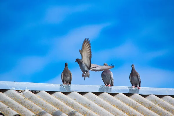 Las Palomas Están Sentadas Techo Contra Cielo — Foto de Stock