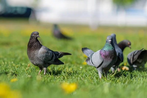 Tauben Sitzen Sommer Auf Dem Grünen Gras — Stockfoto
