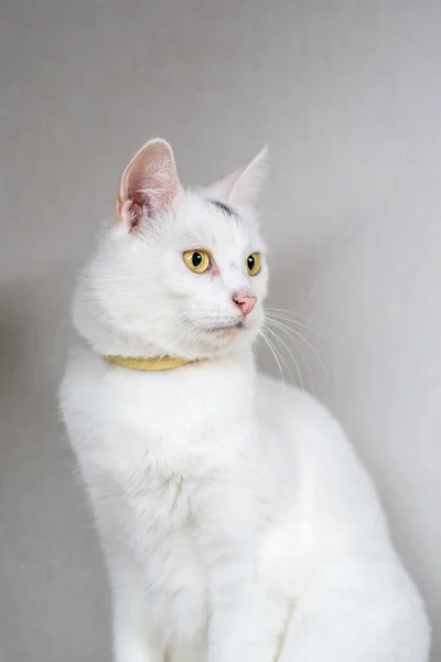 Портрет Белого Домашнего Кота — стоковое фото