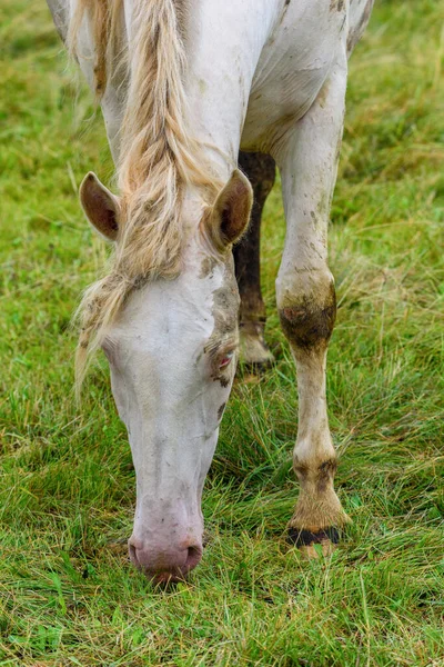 Samotny Koń Pasący Się Pastwisku — Zdjęcie stockowe