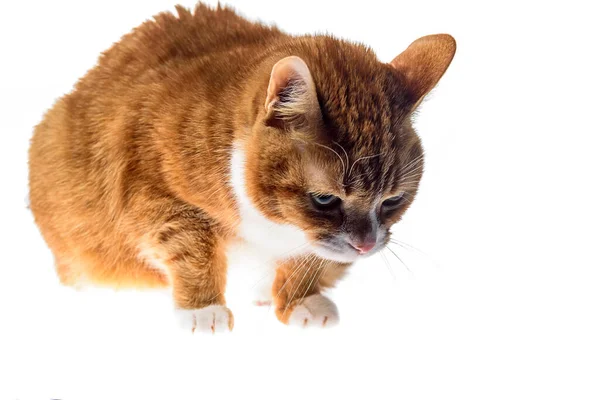 Gato Rojo Aislado Sobre Fondo Blanco —  Fotos de Stock