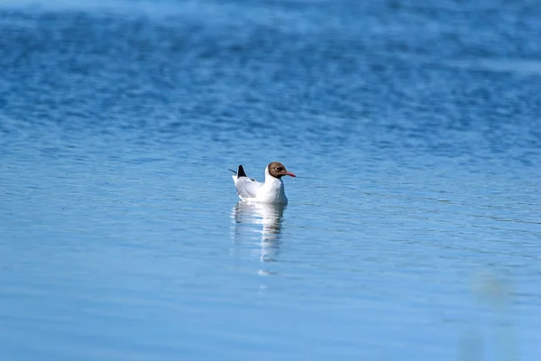 Uma Gaivota Solitária Flutuando Água — Fotografia de Stock