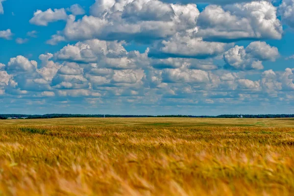 Field Ripe Wheat — Stock Photo, Image