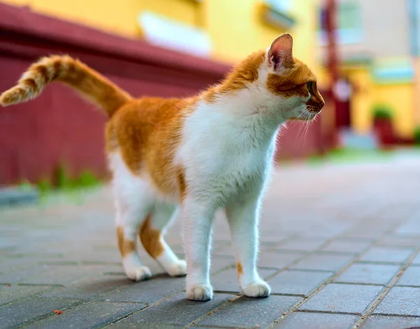 Rote Katze Auf Dem Bürgersteig — Stockfoto