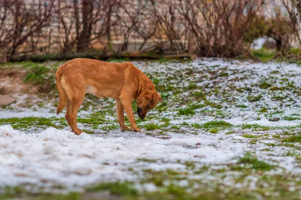 Бездомная Красная Собака Играет Улице Облачную Погоду — стоковое фото