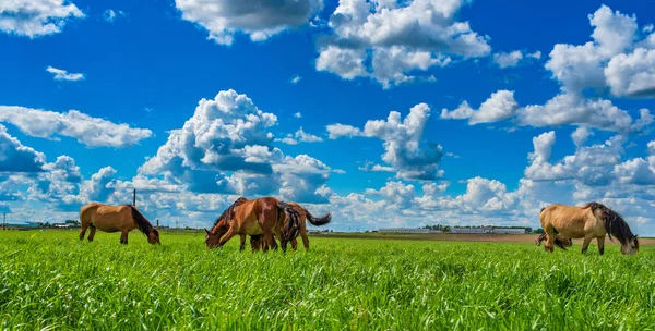 Ein Pferd Weidet Auf Dem Feld Fotografiert Gegen Himmel Und — Stockfoto
