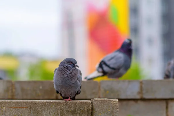 Retrato Pombo Uma Rua Cidade Verão — Fotografia de Stock