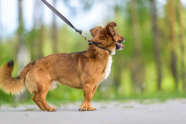 Domestic Bastaard Hond Een Wandeling Het Park Aan Een Leiband — Stockfoto