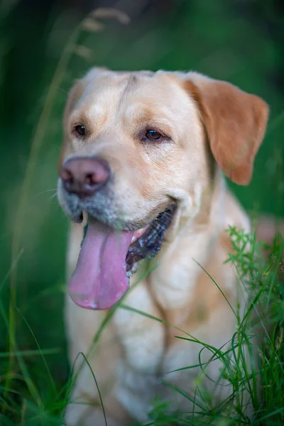 Retrato Labrador Amarelo Pálido Recuperador Floresta Close Fotografado — Fotografia de Stock