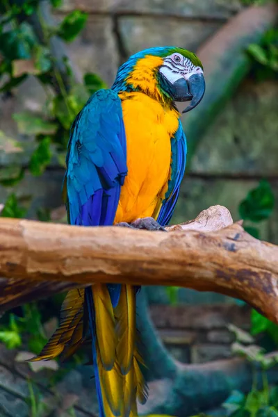 Beau Perroquet Dans Zoo — Photo