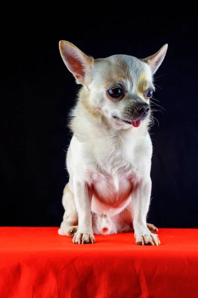Retrato Chihuahua Sobre Fondo Negro —  Fotos de Stock