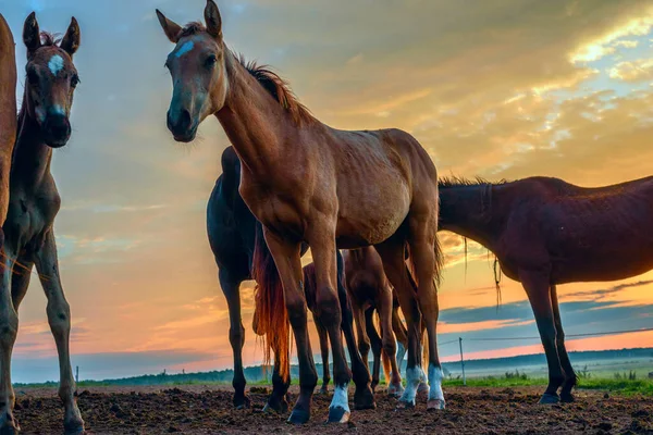 Коні Полі Випасають Світанку — стокове фото