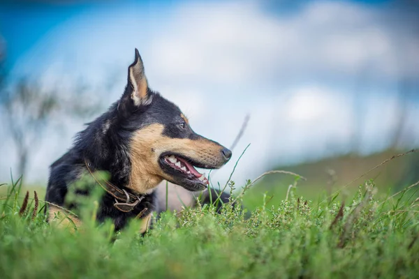 Bir Bekçi Köpeği Çimenlerde Pusuya Yatar Fotoğraflı Yakın Plan — Stok fotoğraf