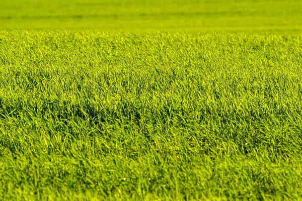 Achtergrond Van Groen Gras — Stockfoto