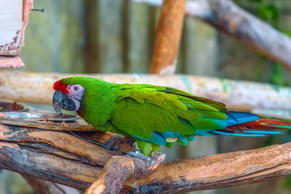 Krásný Papoušek Zoo — Stock fotografie