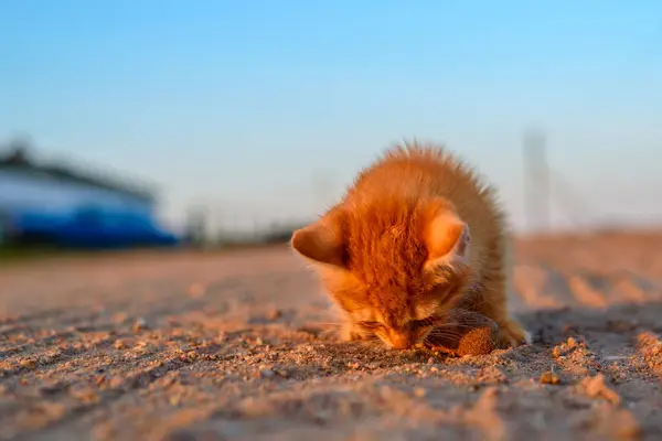 小さな赤い子猫がソーセージを食べ — ストック写真