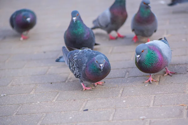 Palomas Ciudad Plaza Primer Plano Fotografiado — Foto de Stock