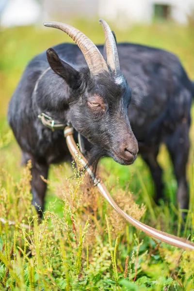 Uma Cabra Negra Esfola Numa Trela Num Prado Fotografado Close — Fotografia de Stock