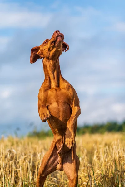 Der Hund Auf Dem Feld Steht Auf Den Hinterbeinen — Stockfoto