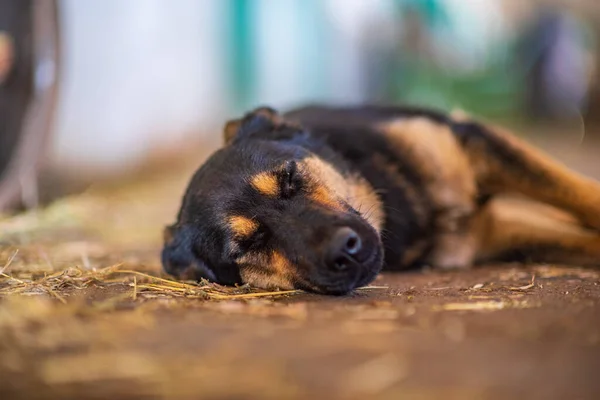 A tired dog lies on the ground. Photographed close-up.