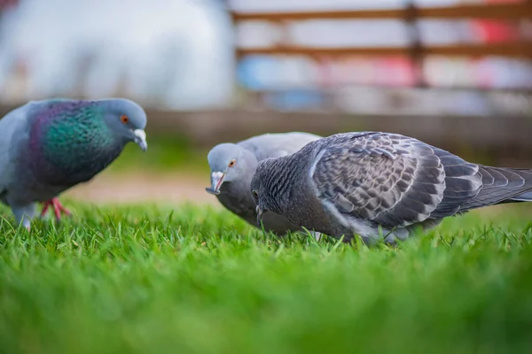 Meydanda Güvercinler Var Yakından Çekilmiş — Stok fotoğraf