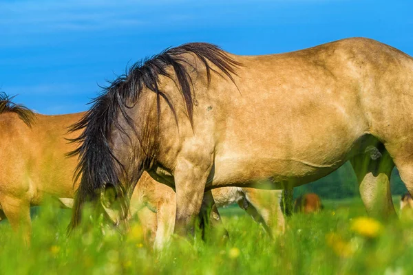 Paarden Grazen Een Veld — Stockfoto