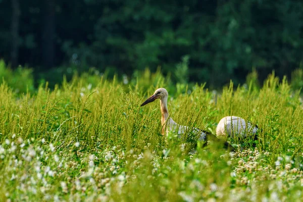 コウノトリは草原を歩き — ストック写真