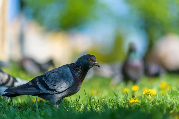 Gyönyörű Galambok Füvön Nyáron Parkban — Stock Fotó