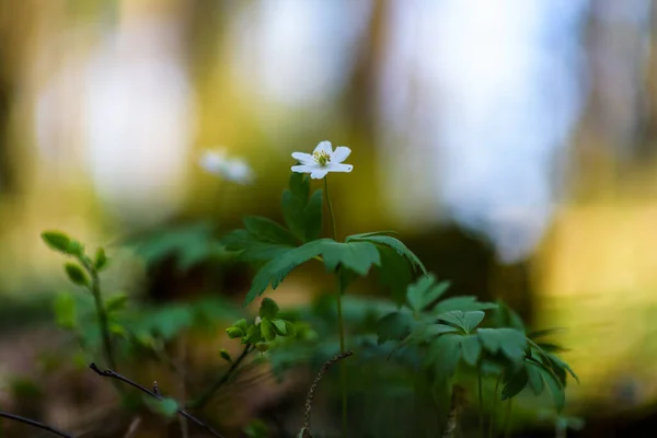 Polne Kwiaty Lesie Bliska — Zdjęcie stockowe