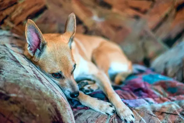 Pequeno Cão Bege Bonito Com Orelhas Longas Descansando Casa — Fotografia de Stock