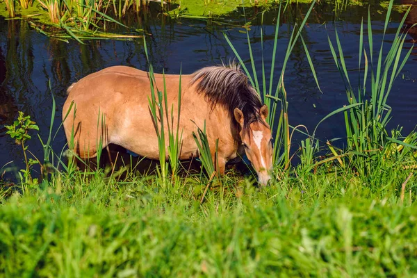 Hästen Står Floden — Stockfoto
