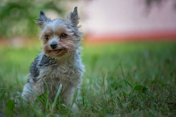 Terrier Joga Grama Parque Close Fotografado — Fotografia de Stock