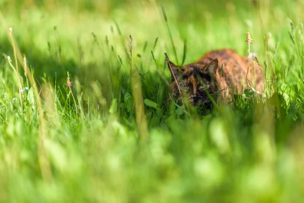 Eine Streunende Katze Sitzt Sommer Gras Fotografiert Mit Verschwommenem Hintergrund — Stockfoto