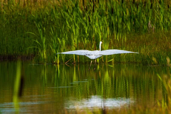 Beyaz Bir Balıkçıl Suyun Üzerinde Uçuyor — Stok fotoğraf