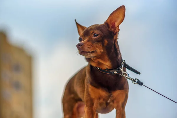 Retrato Juguete Terrier Aire Libre —  Fotos de Stock