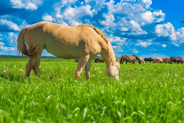 Bir at tarlada otluyor. Gökyüzüne ve bulutlara karşı çekilmiş..