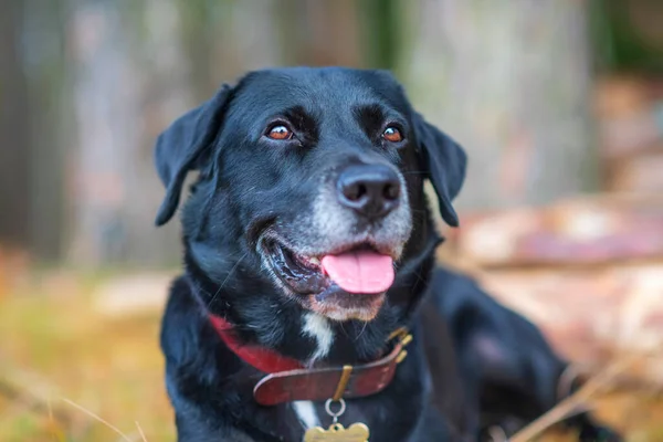 Köydeki Bir Labrador Portresi Fotoğraflı Yakın Plan — Stok fotoğraf