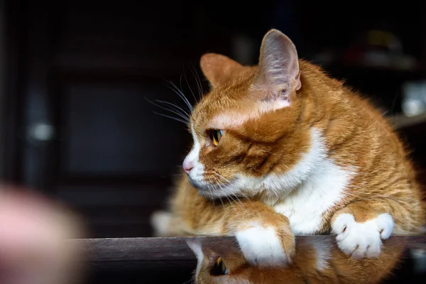 Szoros Portré Egy Macskáról — Stock Fotó
