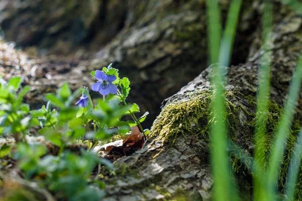 Лісові Квіти Крупним Планом Сонячний День — стокове фото