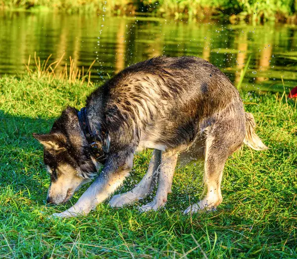 Retrato Husky Siberiano Jugando Hierba — Foto de Stock