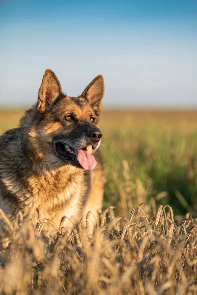 Closeup Portrait German Shepherd Summer Field — Stock Photo, Image