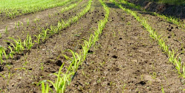 Young sprouts planted in open ground.