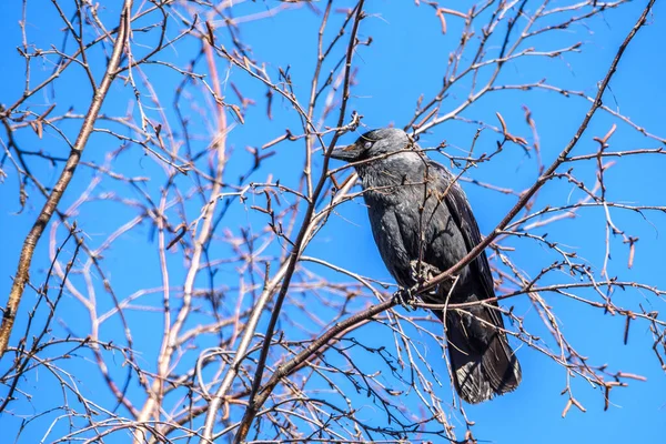 空に向かって木に座っているカラスの肖像画 — ストック写真