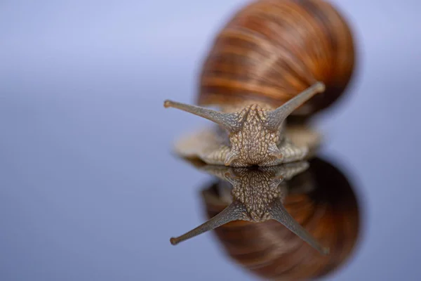 Escargot Raisin Gros Plan Photographié Studio — Photo