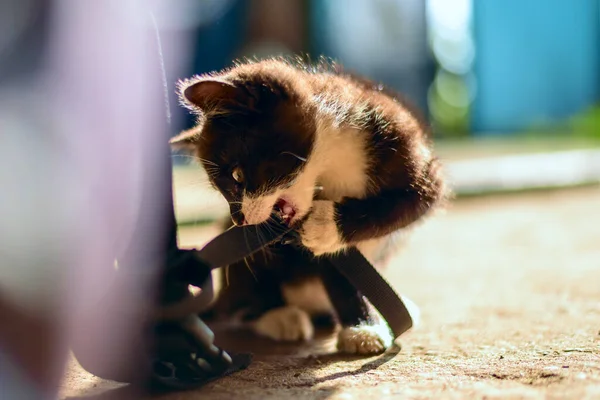 Evde oynayan küçük kedi yavrusu.