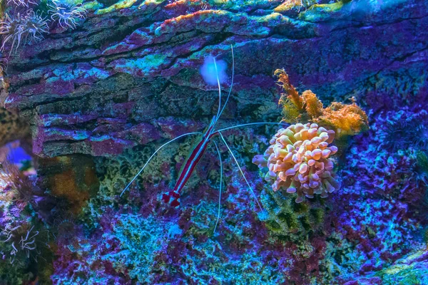 Akvaryumdaki deniz balığı..